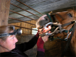 horse dentist