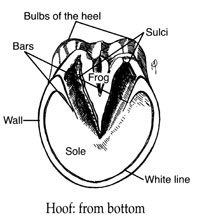 laminitis hoof