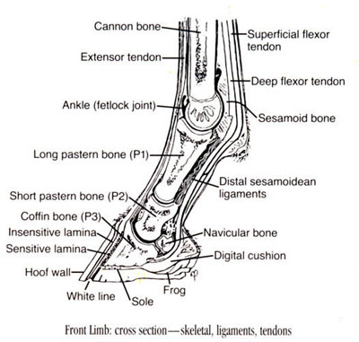 laminitis leg