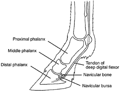 navicular