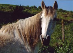 Anglo Arab Horse